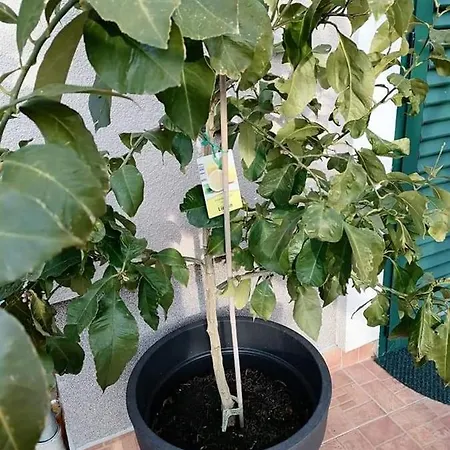 Dairos Appartement Mali Lošinj